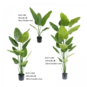 Drzewo podróżników